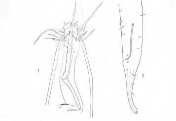 Представитель Семейства Thoracostomopsidae
